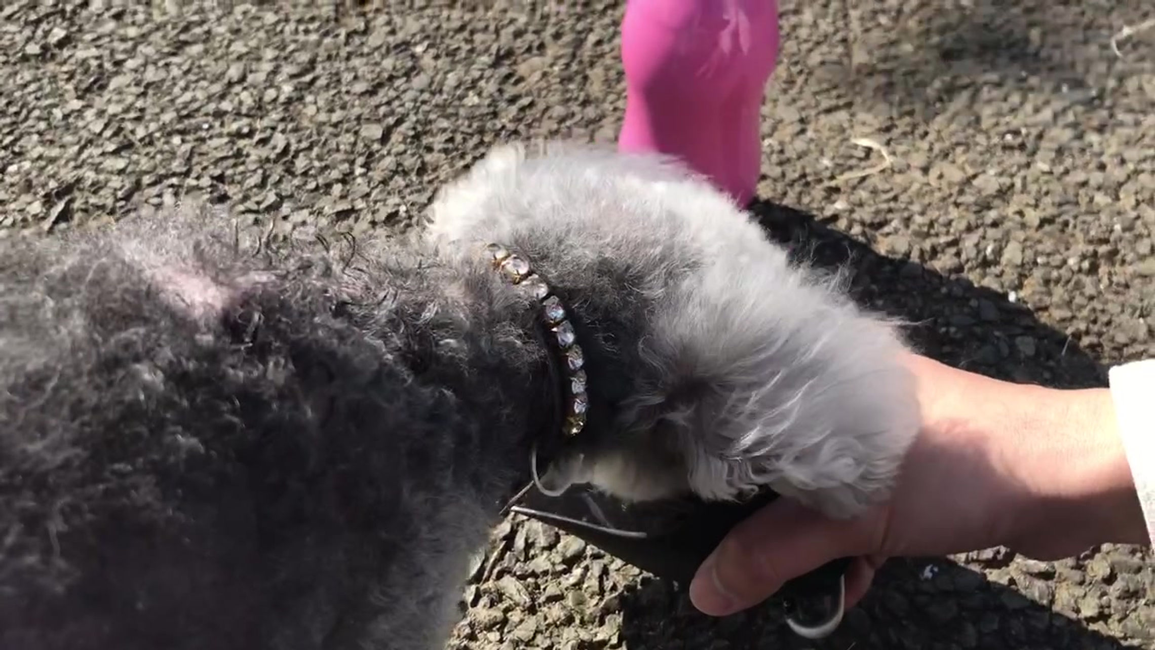 すべての動画
